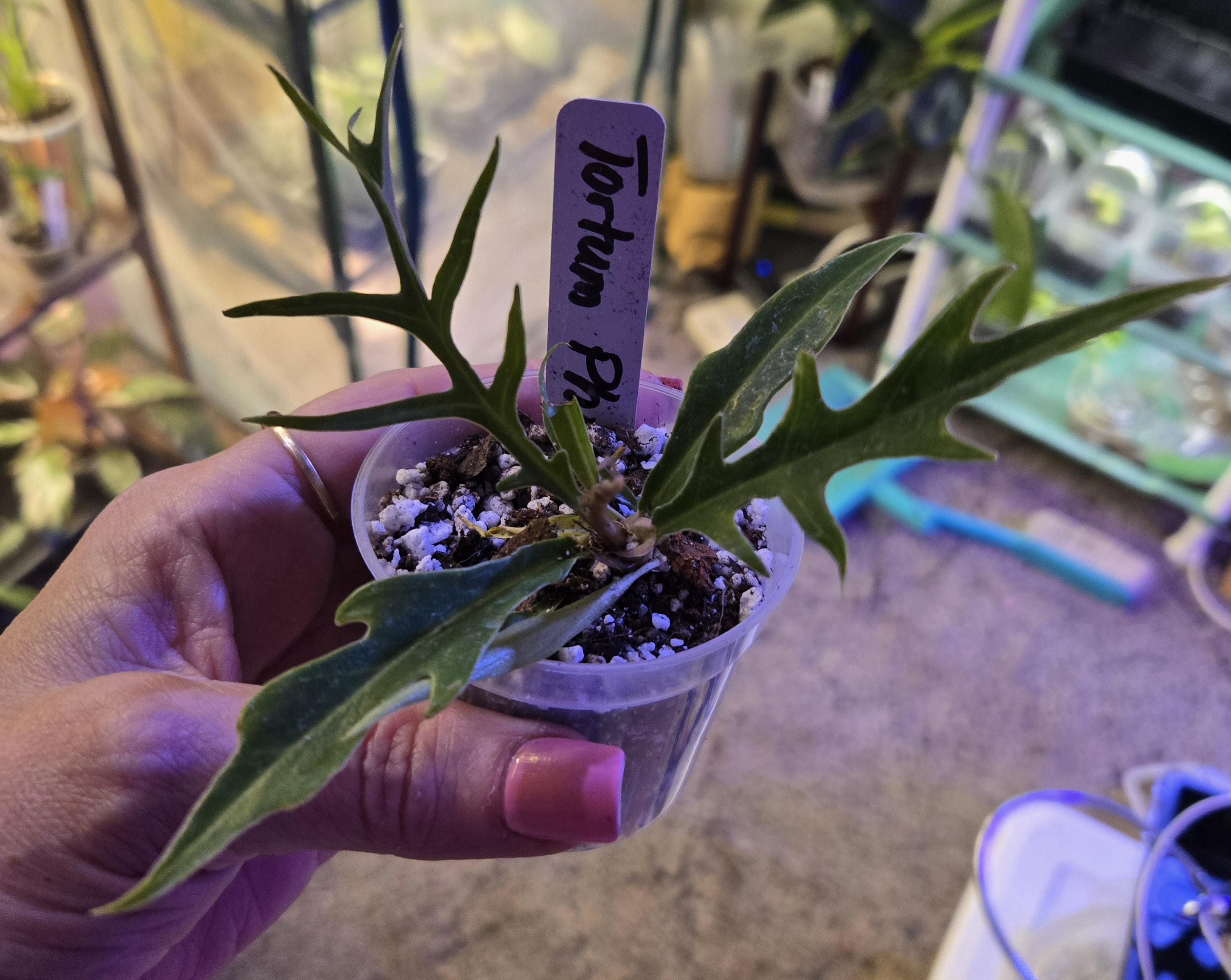 Philodendron tortum - Etsy 日本