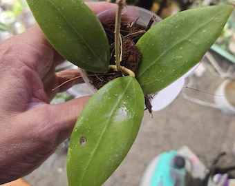Hoya Cinnamomifolia, planta de interior de inicio, completamente enraizada, EE. UU.