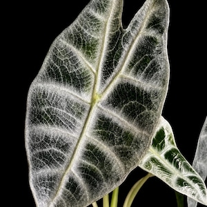 Alocasia Watsoniana Lightning - Etsy