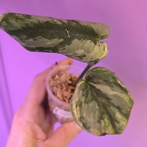 May include: Close-up of a plant with large, variegated leaves in shades of green and cream. The plant is in a small, clear plastic container filled with brown material. The background is a soft purple.