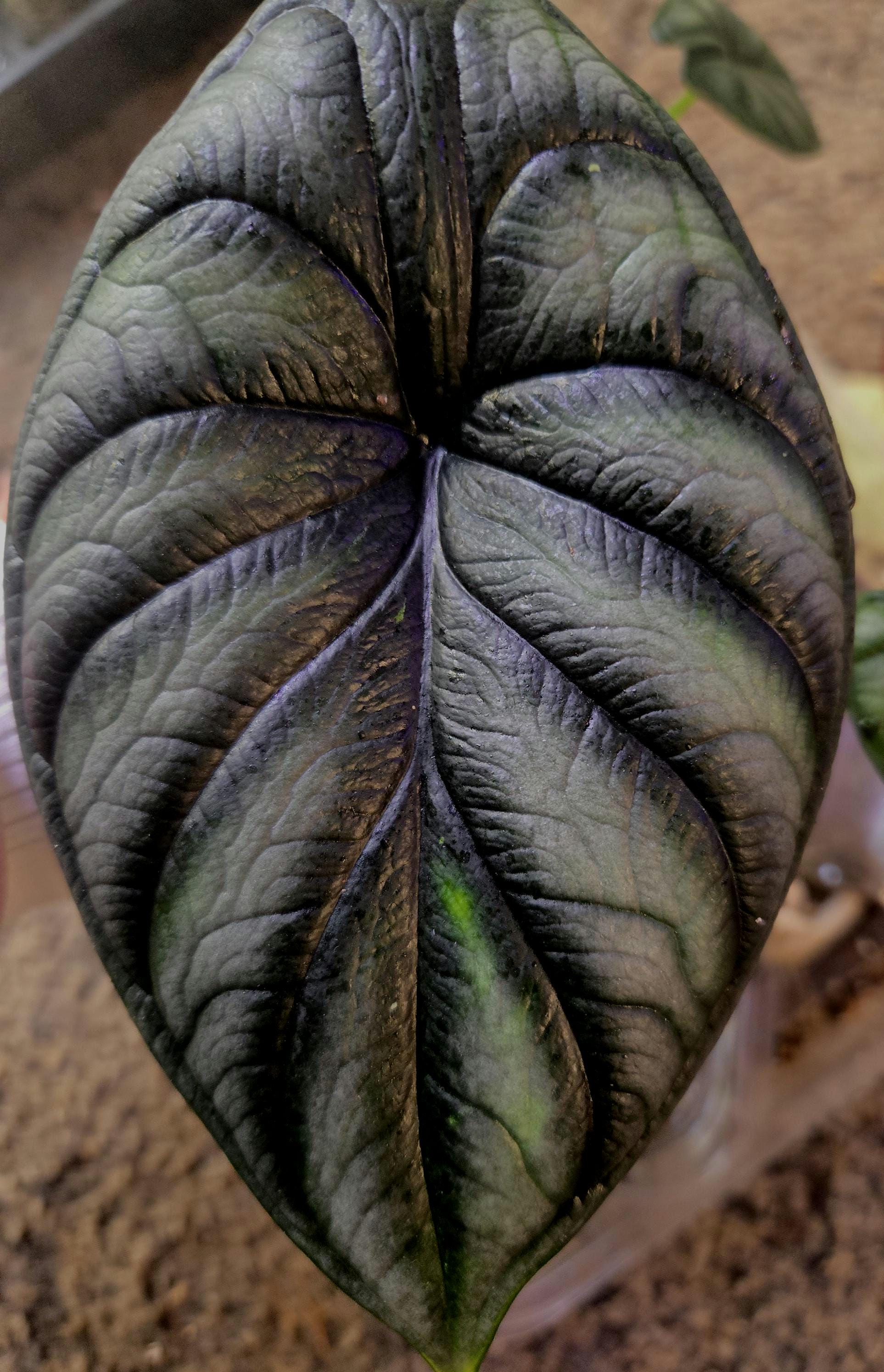 Alocasia venom - Etsy 日本