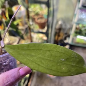Hoya Finlaysonii starter house plant fully Rooted
