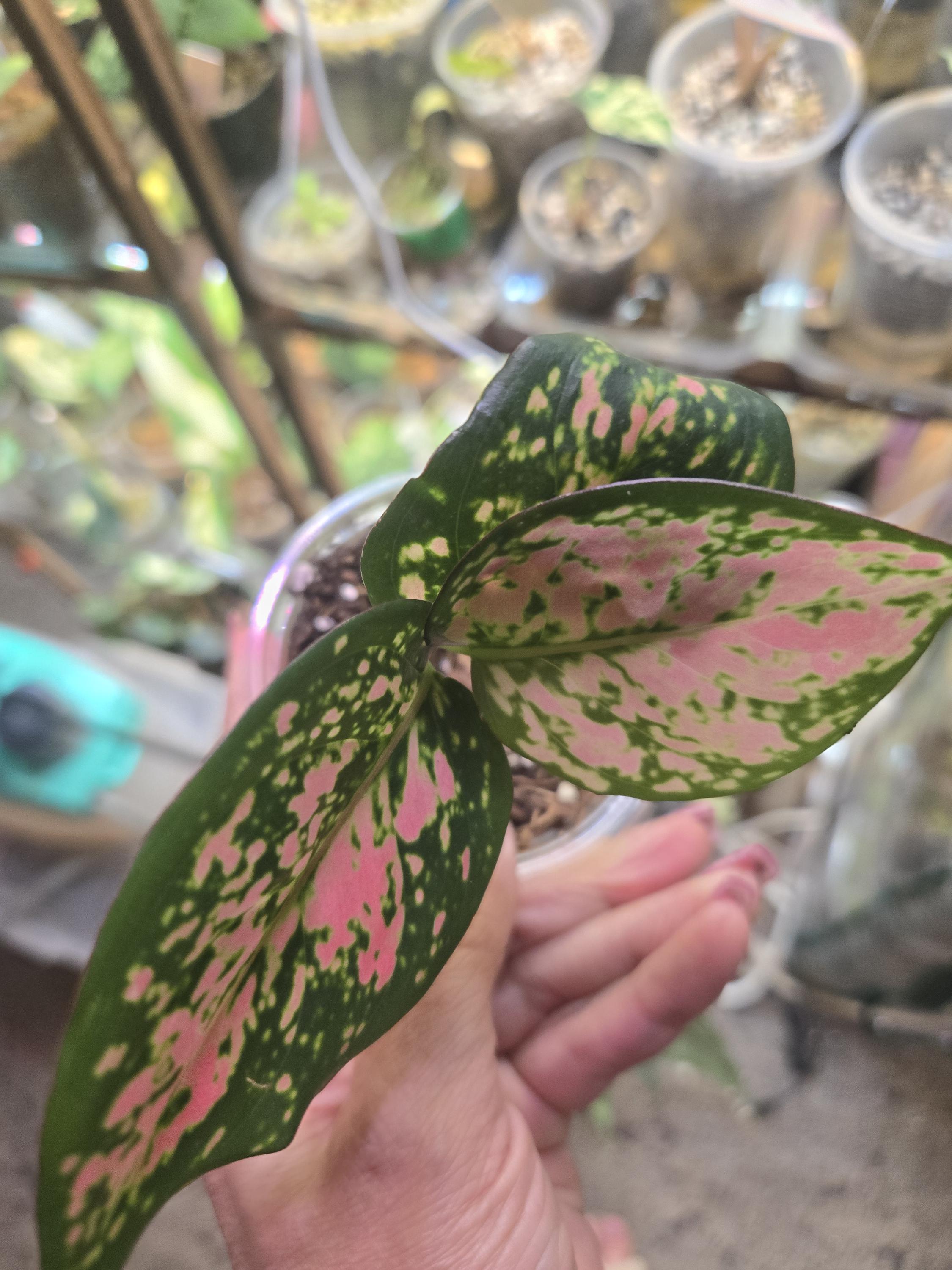 アグラオネマ　フロスティ アグラオネマ フロスティ アグラオネマ フロスティ Aglaonema pink