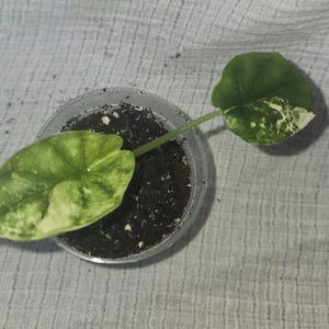 Alocasia Dragon Scale ALBO House plant in a 2 1/2&quot; Pot Corm Grown