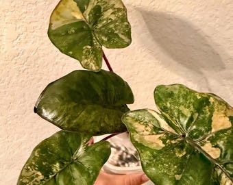Alocasia Yukiton Princess Varigated Corm!!!! EE. UU.