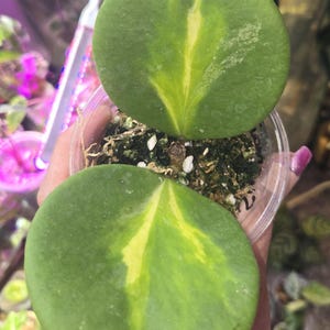 Hoya Kerri iner, planta de interior varigada, con raíces completas y hojas sanas en forma de corazón, EE. UU.