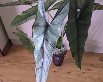 5 アロカシア シャントリエリ ピンク 斑入り 球根 珍しい 屋内 屋外