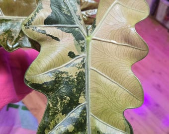 Cormo raro de Alocasia Pseudo Sanderiana Bull Aurea (EE. UU.)