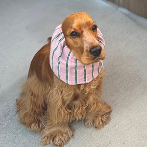 Puede incluir: Un perro spaniel de color marr&oacute;n dorado que lleva una redecilla de tela a rayas rosas y blancas con finas l&iacute;neas verticales verdes. El accesorio se ajusta al cuello y las orejas del perro, con un dise&ntilde;o fruncido y una peque&ntilde;a etiqueta blanca.