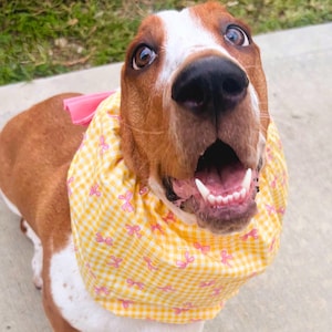 Puede incluir: Un Basset Hound con pelaje marrón y blanco, que lleva una bufanda amarilla a cuadros con detalles de lazo rosa. El perro tiene los ojos muy abiertos y la boca abierta, pareciendo sorprendido. El fondo es una superficie de hormigón con hierba verde.
