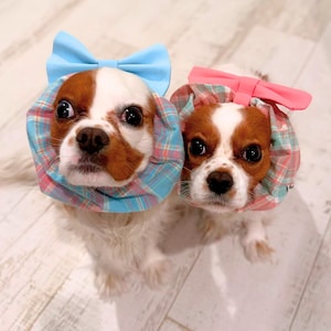 May include: Two Cavalier King Charles Spaniels wearing ruffled neck collars in plaid fabric. One dog wears a light blue collar with a matching light blue bow, while the other wears a pink and blue plaid collar with a bright pink bow on top.