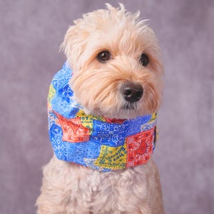 May include: A light-colored dog wearing a blue, red, and yellow bandana featuring a repeating paisley pattern and the text "HOT BISCUITS" printed in a circular design. The fabric accessory fits snugly around the neck of the animal.