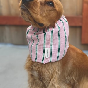 Puede incluir: Un perro de color marr&oacute;n dorado lleva un cuello de tela a rayas rosas y verdes. El accesorio cuenta con una peque&ntilde;a etiqueta rectangular blanca con el texto "Coppy Paws" impreso en negro, situada en la parte frontal de la tela texturizada a rayas.