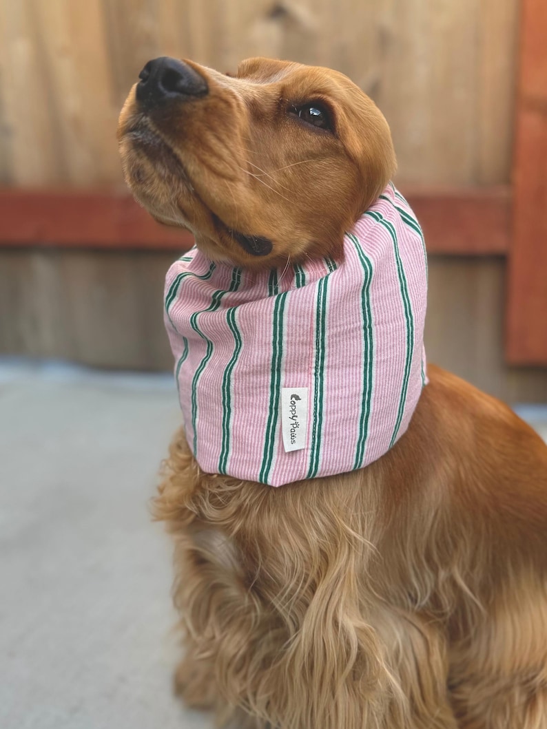 Puede incluir: Un perro de color marr&oacute;n dorado lleva un cuello de tela a rayas rosas y verdes. El accesorio cuenta con una peque&ntilde;a etiqueta rectangular blanca con el texto "Coppy Paws" impreso en negro, situada en la parte frontal de la tela texturizada a rayas.