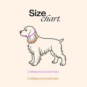Puede incluir: Una ilustraci&oacute;n de tabla de tallas con un dibujo lineal de un perro. El texto dice Size chart. Una l&iacute;nea morada indica d&oacute;nde medir alrededor de la cabeza y una l&iacute;nea naranja d&oacute;nde medir alrededor del cuello, etiquetadas como 1 y 2.