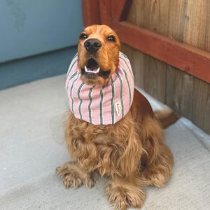 Puede incluir: Un perro spaniel de color marr&oacute;n dorado lleva un cuello de tela a rayas rosas y verdes. El accesorio presenta una peque&ntilde;a etiqueta rectangular blanca en el lateral con texto negro. El perro tiene pelo largo y ondulado y mira hacia arriba.