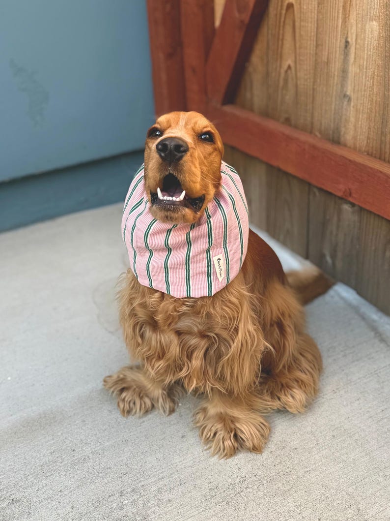 Puede incluir: Un perro spaniel de color marr&oacute;n dorado lleva un cuello de tela a rayas rosas y verdes. El accesorio presenta una peque&ntilde;a etiqueta rectangular blanca en el lateral con texto negro. El perro tiene pelo largo y ondulado y mira hacia arriba.