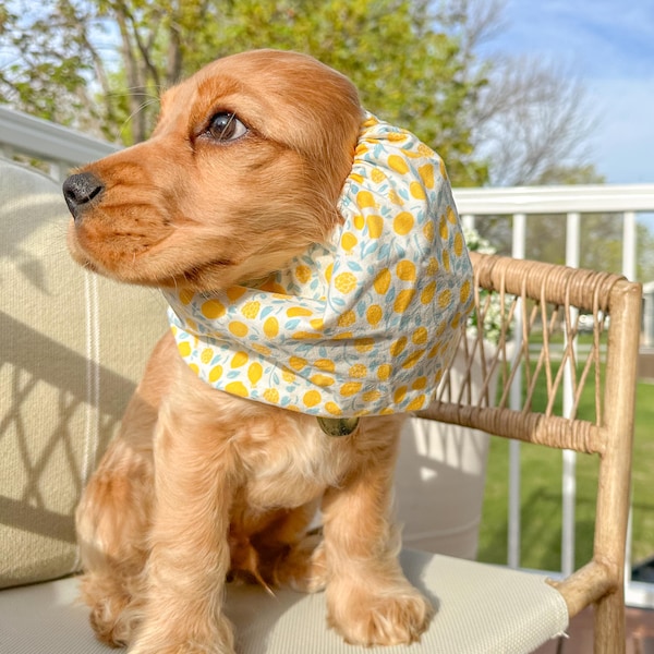 Gorro para perros Lemon Picnic, cubreorejas para Cocker Spaniel, Cavalier, perro de orejas largas, ajustable