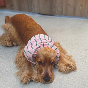 Puede incluir: Un perro spaniel de color marr&oacute;n dorado lleva un snood de tela rosa con finas rayas verticales verdes. El accesorio est&aacute; fruncido alrededor del cuello y las orejas del perro, mostrando una textura acanalada y una forma suave y redondeada.