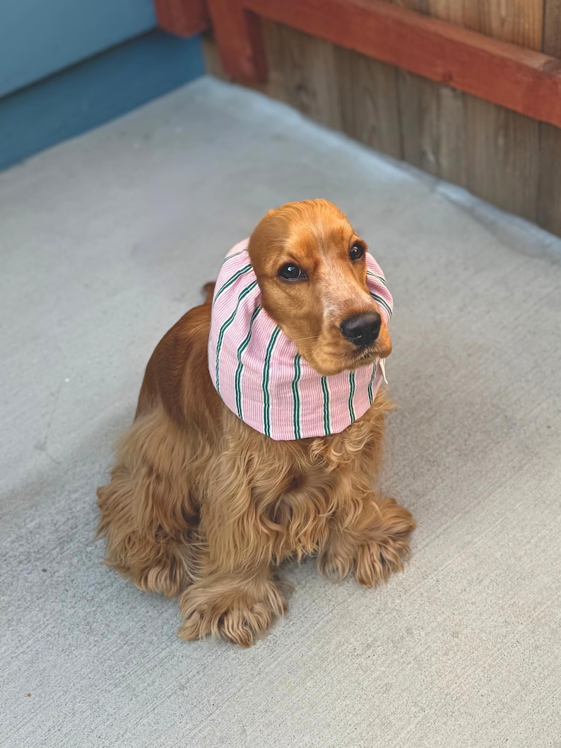 Puede incluir: Un perro spaniel de color marr&oacute;n dorado que lleva una redecilla de tela a rayas rosas y blancas con finas l&iacute;neas verticales verdes. El accesorio se ajusta al cuello y las orejas del perro, con un dise&ntilde;o fruncido y una peque&ntilde;a etiqueta blanca.