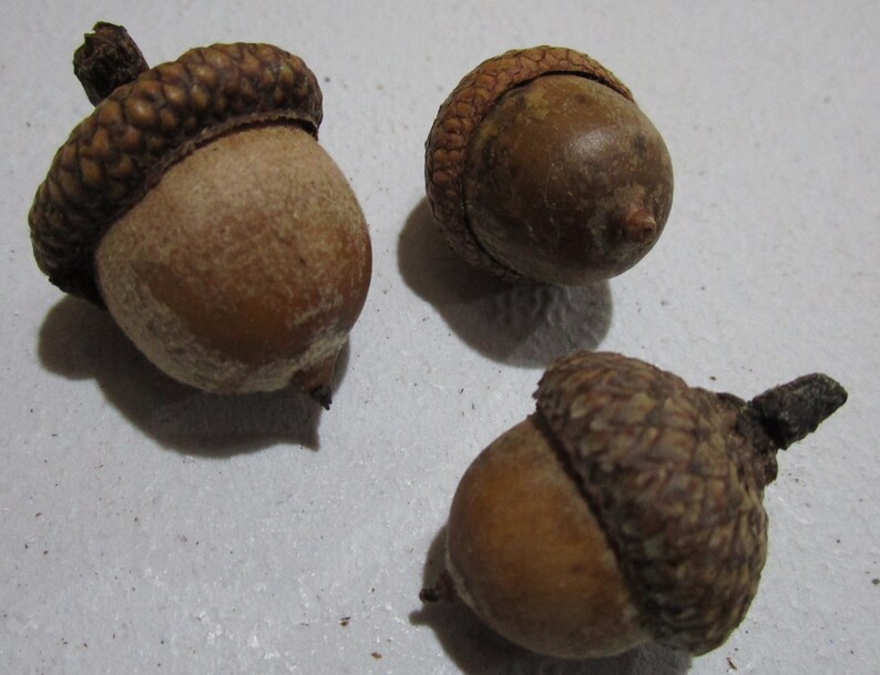 100 Natural Acorns with Caps Harvested from Pin Oak Trees Etsy