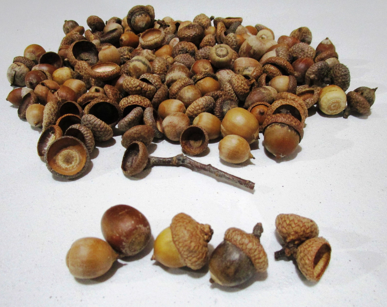 100 Natural Acorns with Caps Harvested from Pin Oak Trees Etsy