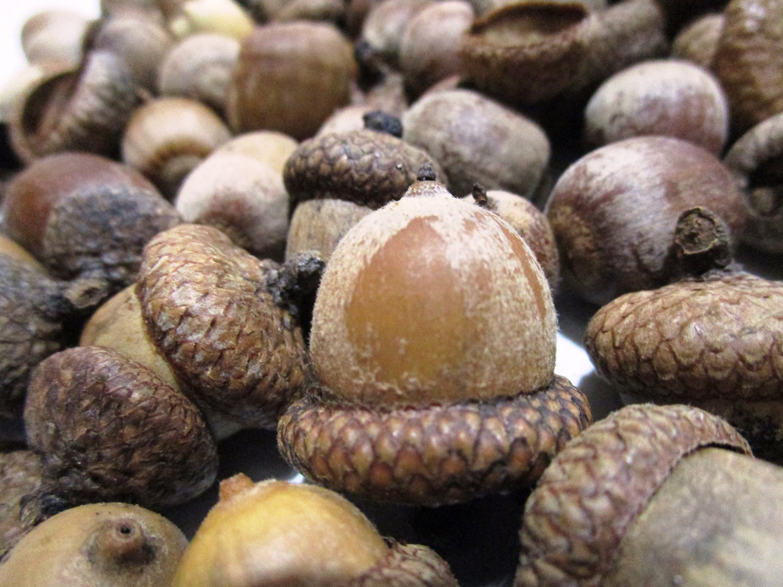 100 Natural Acorns with Caps Harvested from Pin Oak Trees Etsy