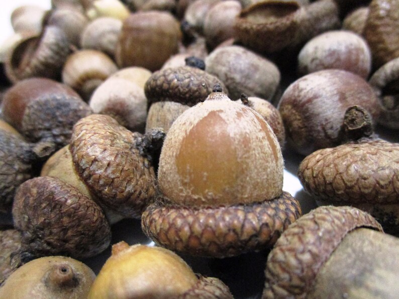 100 Natural Acorns with Caps Harvested from Pin Oak Trees Etsy