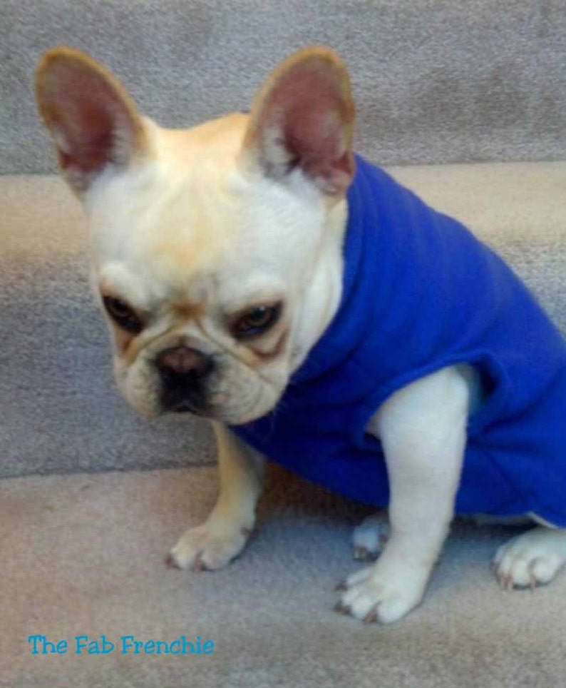 French Bulldog Royal Blue Fleece Jacket with Stand Up Collar Etsy