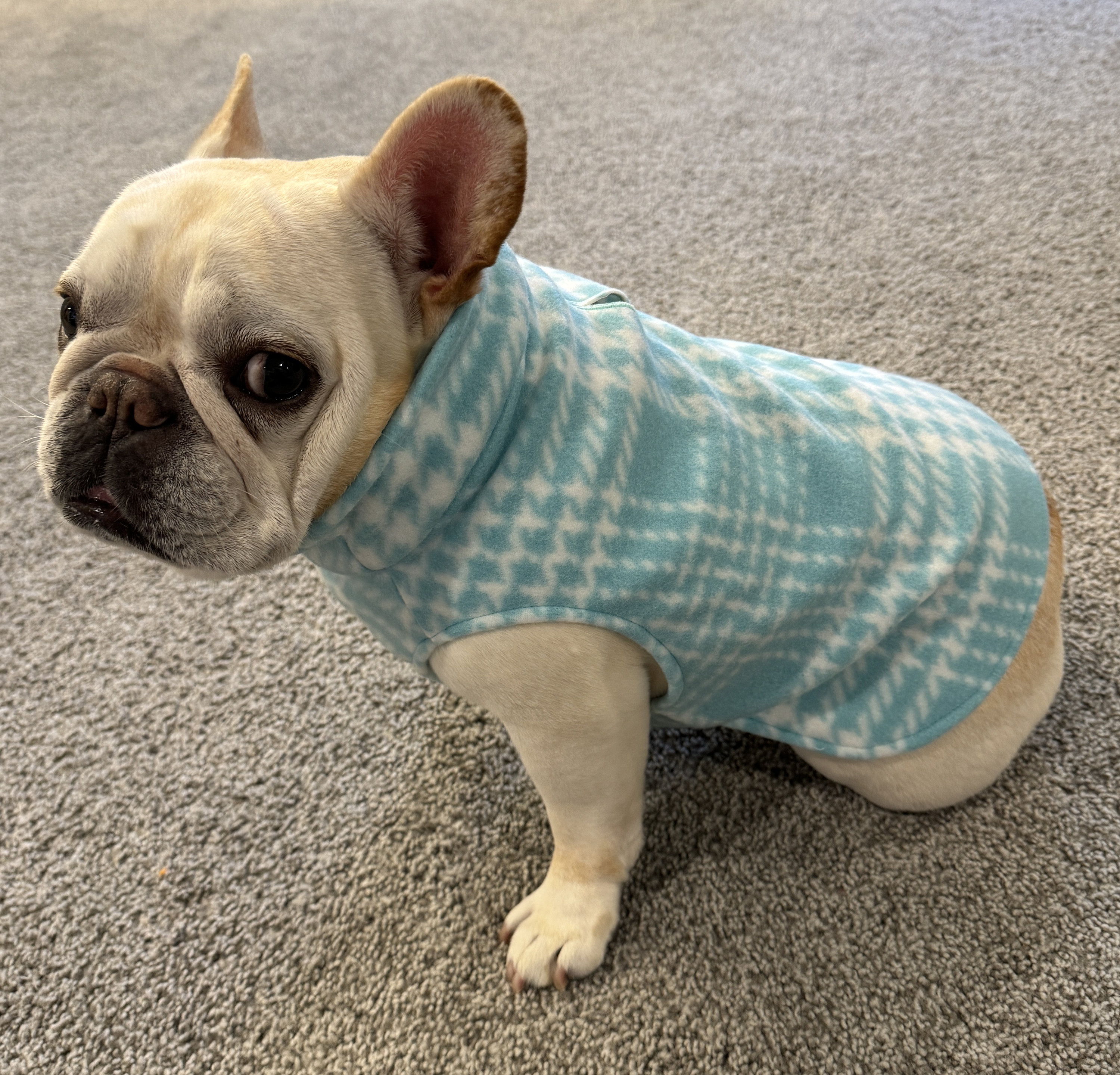 Dog hoodies best sale for french bulldogs