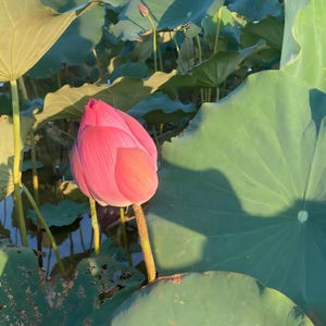60 seeds Mix Bonsai Bowl Lotus Seeds, Lotus Seeds for Planting Water Features Mixed Color, Aquatic Garden, Outdoor Pond Plants - Freeship