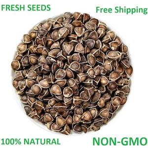 Moringa Grower's Success Kit Non-Dwarf Moringa Seeds + Pre-Germinated Seeds Bundle Organic Miracle Tree Full-Size Variety Superfood Plant