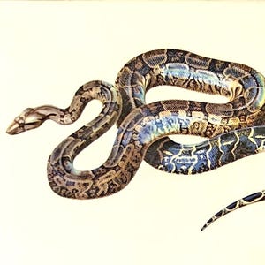 Vintage Boa Constrictor Print – 1970s French Larousse Reptile Lithograph, Original Snake Wall Art, Natural History Illustration