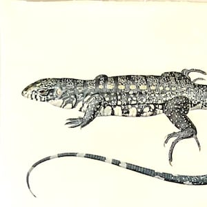 Vintage Tegu Lizard Print 1970s – French Reptile Lithograph, Tupinambis teguixin Illustration, Wildlife Wall Art, Natural History Decor