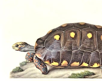 Impresión vintage de tortuga carbonera, década de 1970: ilustración original del Atlas de animales de Larousse, Testudo carbonaria, litografía de reptiles, arte mural.