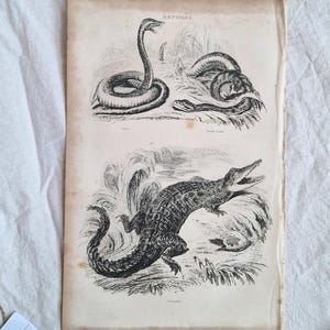 Op de afbeelding: Een vintage-stijl papieren afdruk met zwart-witillustraties van slangen en een krokodil, gelabeld als Reptiles. De afdruk gaat vergezeld van een vergrootglas met een koperen handvat, een vulpen en een wit label met een rood logo.