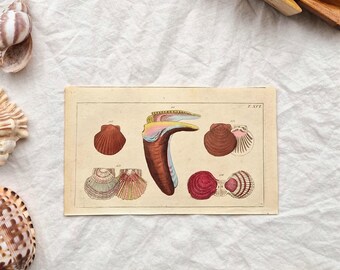 Grabado antiguo de concha marina, lámina marina coloreada a mano del siglo XIX, arte oceánico vintage, litografía náutica, decoración de pared costera.