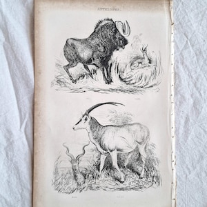 Op de afbeelding: Een antieke prent met twee gedetailleerde illustraties van antilopen, met het woord "ANTELOPES" bovenaan. Een vintage vergrootglas met een gouden handvat en een pen met een crèmekleurige schacht zijn ook aanwezig.