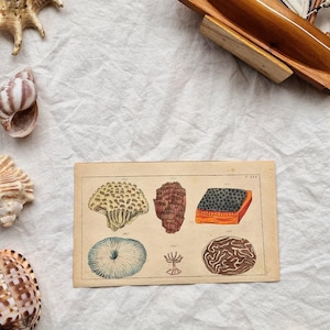 Antieke koraalgravure, jaren 1800 handgekleurde mariene print, vintage natuurhistorisch bord, oceaanmonsterkunst