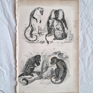 May include: A vintage print with detailed black and white illustrations of monkeys. A brass and mother-of-pearl magnifying glass and a pen are also in the image. The print has torn edges and is on a white background.