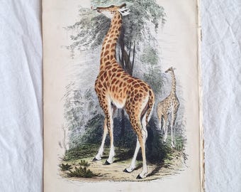 Grabado antiguo de jirafa – Arte mural del reino animal de Cuvier, 1854. Rara impresión zoológica coloreada a mano. Ilustración vintage de historia natural.