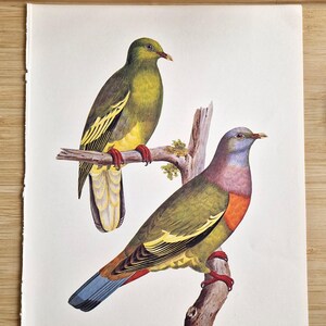 Jaren 1970 roze hals groene duif print, Treron vernans vintage vogelillustratie, Larousse natuurgeschiedenis kunst aan de muur, ornithologie lithografie