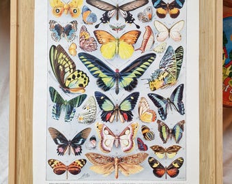 1920s Antique French Butterfly Print – Larousse Papillons Illustration, Entomology Lithograph, Vintage Natural History Wall Art