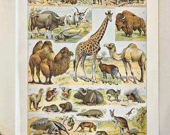 1922 Vintage Mammals Animal Poster. Small French Antique Animal