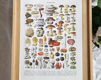 Stampa artistica vintage con grafico dei funghi - Poster botanico di funghi, arte murale sui funghi, arredamento cottagecore - Italia