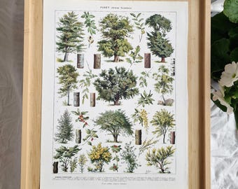 Original 1920s French Forest Trees Print – Adolphe Millot Larousse Botanical Lithograph, Antique Woodland Nature Wall Art