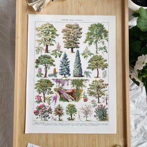Adolphe Millot 1920s ornamental garden trees print displayed on wooden tray, antique Larousse botanical lithograph