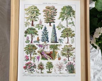 Lámina de árboles de jardín de la década de 1920 – Litografía botánica francesa Larousse de Adolphe Millot, ilustración de árboles ornamentales antiguos, arte mural vintage