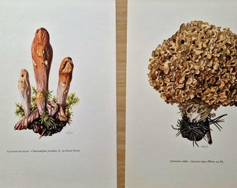 Vintage 1960s Mushroom Set of 2 Prints, Club Fungus & Cauliflower Mushroom, Original Mycology Botanical Gallery Wall Art, Natural History