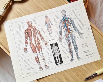 Lámina de anatomía francesa de la década de 1920: Ilustración antigua del cuerpo humano de Larousse, litografía de músculos, sistema nervioso y circulación, arte mural médico.